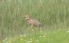 Purple Heron at Wat Tyler Country Park (Steve Arlow) (53172 bytes) Purple Heron at Wat Tyler Country Park (Steve Arlow) (53172 bytes)